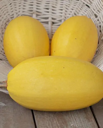 [SQ735A] WCS Squash - Spaghetti Squash