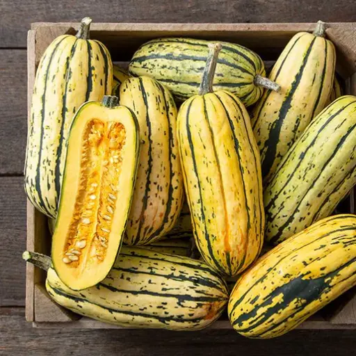 [SQ772A] WCS Squash - Bush Delicata Certified Organic