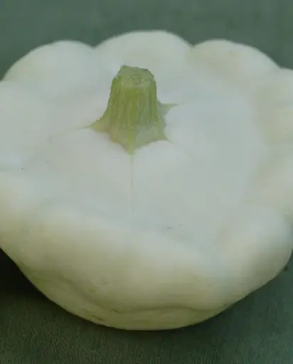 [SQ775A] WCS Squash - Pattypan Bennings Green Tint