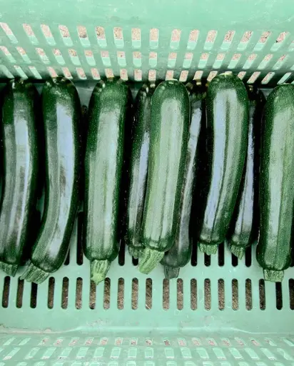 [SQ800A] WCS Squash - Zucchini Desert Certified Organic