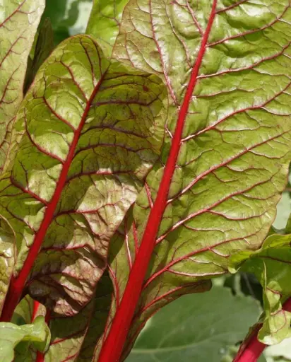 [SW752A] WCS Swiss Chard - Rhubarb Chard