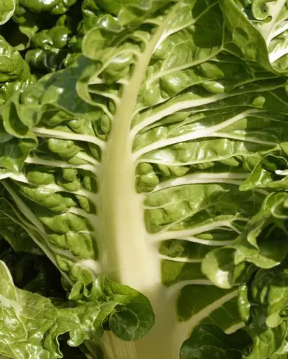 [SW750A] WCS Swiss Chard - Fordhook Giant