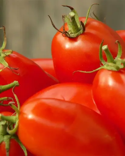 [TM770A] WCS Tomatoes - Amish Paste Roma Certified Organic