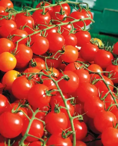 [TM781A] WCS Tomatoes - Sweet Million Cherry