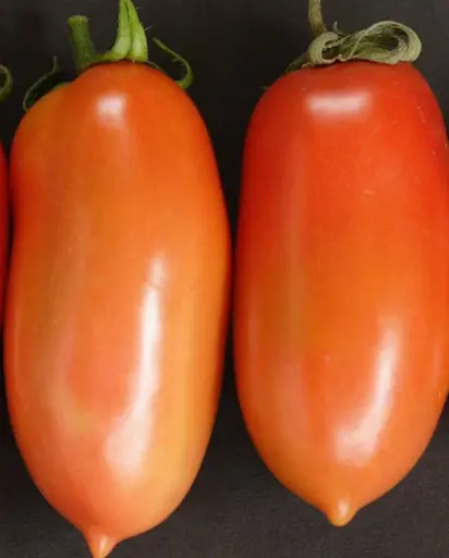 [TM785A] WCS Tomatoes - La Roma 