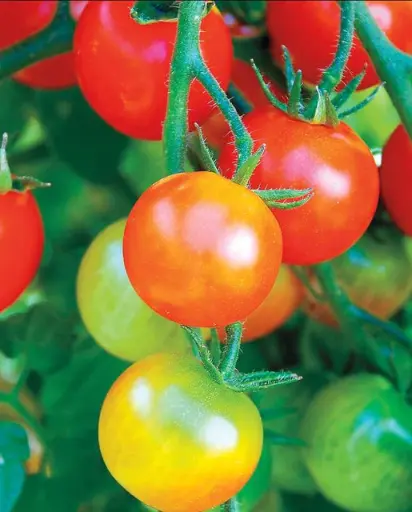 [TM791A] WCS Tomatoes - Tumbler Cherry