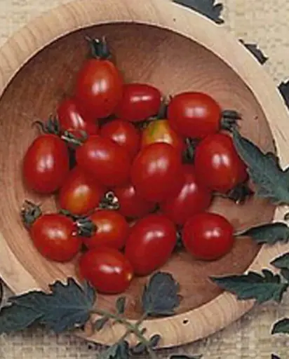 [TM806A] WCS Tomatoes - Principe Borghese Roma