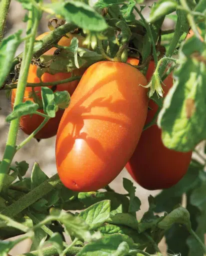 [TM831A] WCS Tomatoes - San Marzano Lampadina 2 Certified Organic