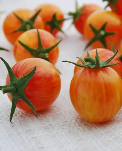 [TM836A] WCS Tomatoes - Sunrise Bumble Bee Certified Organic