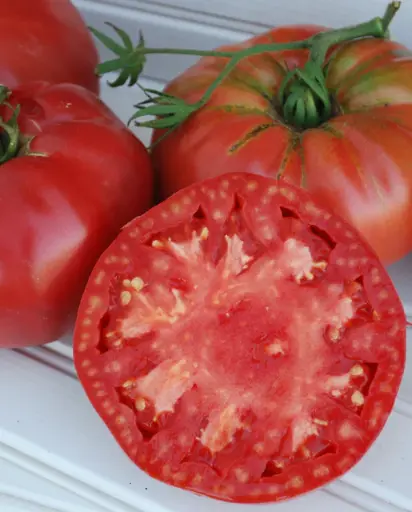 [TM850A] WCS Tomatoes - Pruden's Purple Certified Organic