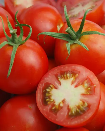 [TM851A] WCS Tomatoes - Glacier Certified Organic