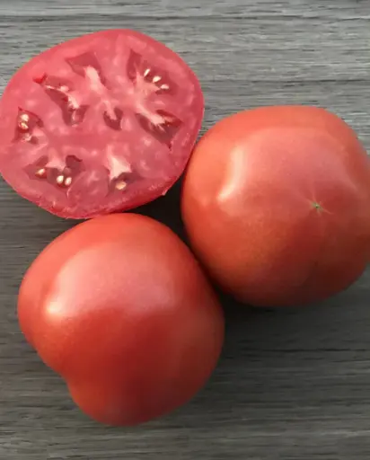 [TM858A] WCS Tomatoes - Rubee Goddess