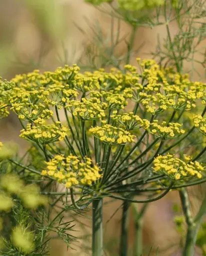 [HR1081A] WCS Herbs - Dill Fernleaf