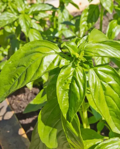 [HR1014A] WCS Herbs - Basil Genovese