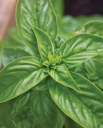 [HR1033A] WCS Herbs - Sweet Basil