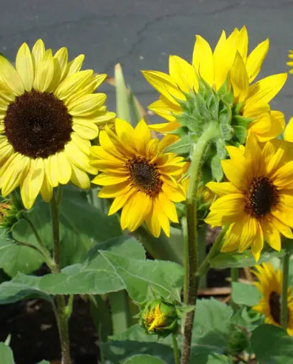 [FL3307A] WCS Flowers - Sunflower Short Blend