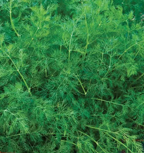 [HR1024] WCS Herbs - Dill Ella Organic