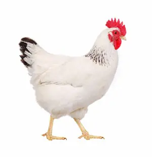 Miller Hatcheries- Columbian Rock Chicks