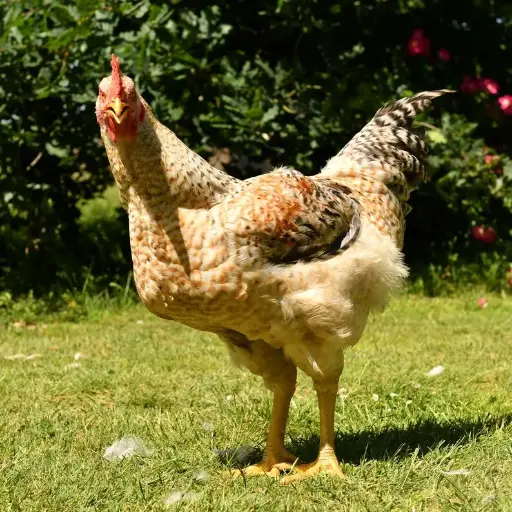 Miller Hatcheries- Western Rustic Chicks
