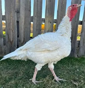 Miller Hatcheries- White Turkey 