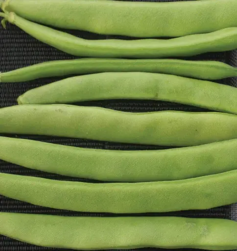 [BN167A] WCS Bean (Bush) - Campo di Fiori Romano