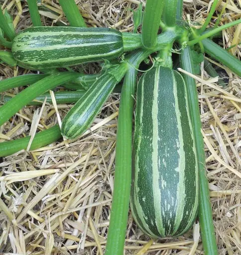 WCS Squash - Bush Baby Marrow