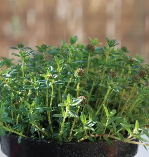 [HR1137] WCS Herbs - Summer Savory