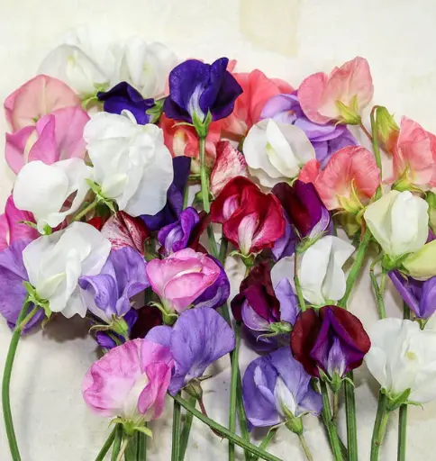 [FL3280] WCS Flowers - Sweet Pea Old Spice Blend