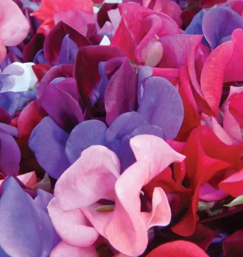 [FL3284] WCS Flowers - Sweet Pea Mammoth Blend
