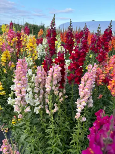 [FL3206] WCS Flowers - Snapdragon Rainbow Mix
