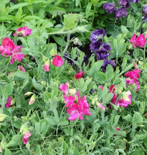 [FL3205] WCS Flowers - Sweet Pea Patio Mix