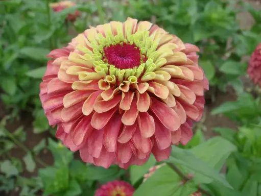 [FL4077A] WCS Flowers - Zinnia Queeny Lime Red