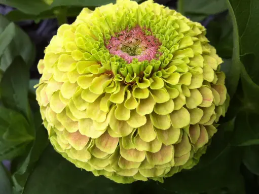 [FL4078] WCS Flowers - Zinnia Queeny Lime with Blotch