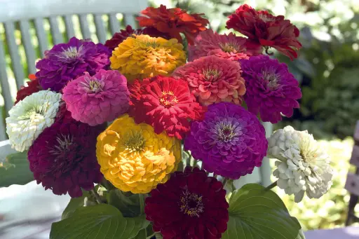[FL4075A] WCS Flowers - Zinnia Benary's Giant Mix