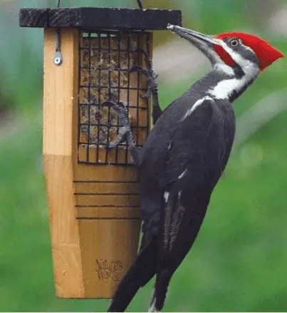 [NW-CWF1] Nature's Way- Cedar Feeder Tail Prop Suet Feeder 1 Cake